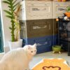 Cute Fish Carpet - Image 13